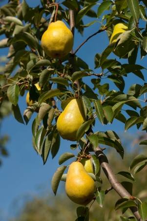 Juicy pears hanging on a tree in an orchardの写真素材