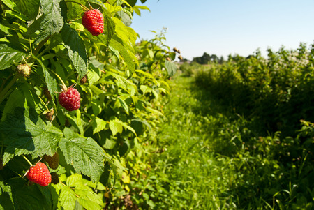 Plantation of raspberries, fruits growing on bushの写真素材