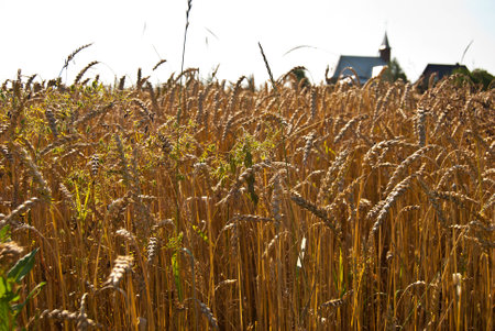 Wheat field with church in Roztocze, Polandの写真素材