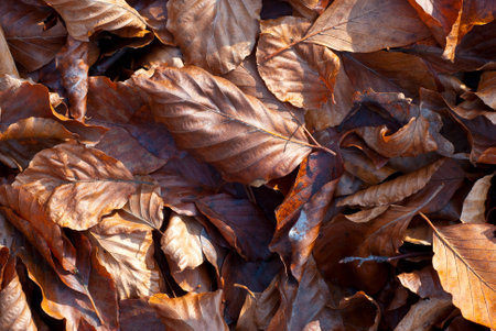 Autumn brown dry leaves in forest - backgroundの写真素材