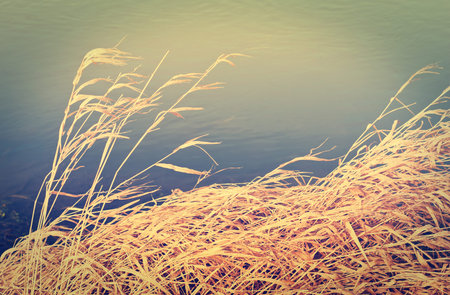 Dry reeds on the bank of river - vintage effect