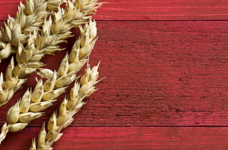Dry wheat ears lying on red wooden planksの写真素材