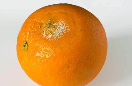 Close up of rotten orange fruit on white backgroundの写真素材