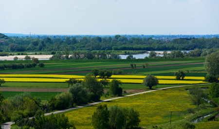 View of the Vistula river valley with flowering oilseed rape fields in the area of Janowiecの写真素材
