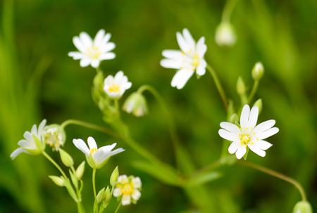 White beauty spring flowers on the meadow - shallow depth of fieldの写真素材
