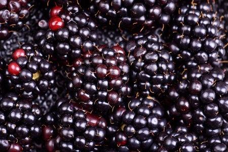 Close up of fresh healthy blackberries fruits