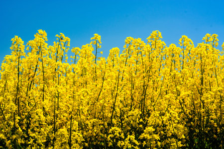 Countryside landscape with yellow rape flowers and blue sky