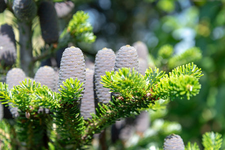 Young fir cones on a spring tree in May