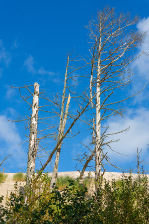 Withered trees on the slope of a wandering dune near Slowinski National Park. Leba, Poland.