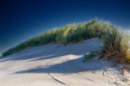 Dry grass on the slope of a wandering dune in Slowinski National Park. Near Leba, Poland.