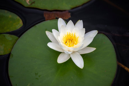 Nymphaea candida white flower on Moszne lakeの写真素材