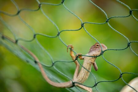 Light brown chameleon sticks on a rope of green lattice, like he was peeking and running away.の写真素材