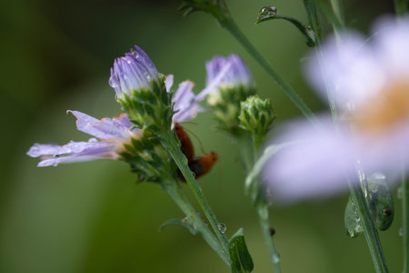 Purple flowers have water droplets on the petals in the morning after rain with a green background.