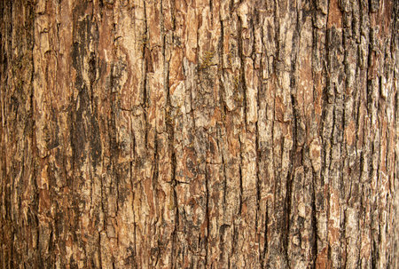 Bark pattern is seamless texture from tree. For background workの写真素材