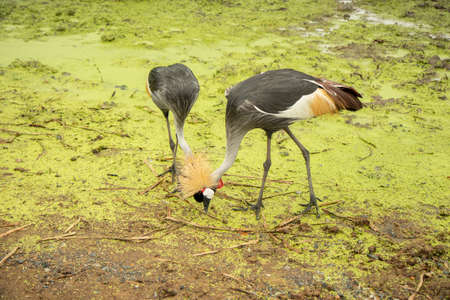 Tire swings hang from trees on the sandy beach. With a background of blue sea and sky with coludsの写真素材