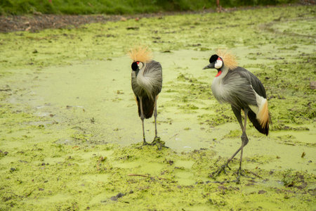 Bird with a red, black and white head Stand on the mossy green ground near the river in the rain. waiting for food in forest.の写真素材