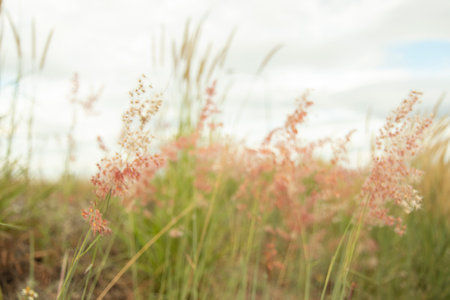 Blur light red close-up grass flower in the middle of the meadow with a sky background and white clouds.の写真素材