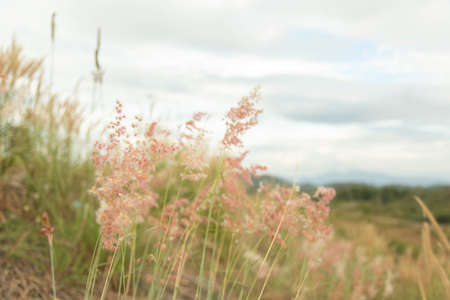 Blur light red close-up grass flower in the middle of the meadow with a sky background and white clouds.の写真素材