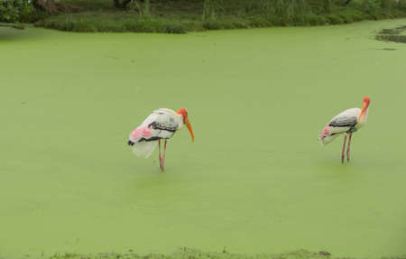 Red-headed bird, white, black and pink, long leg standing in water on a mossy green floor looking for food. In rain in the forestの写真素材