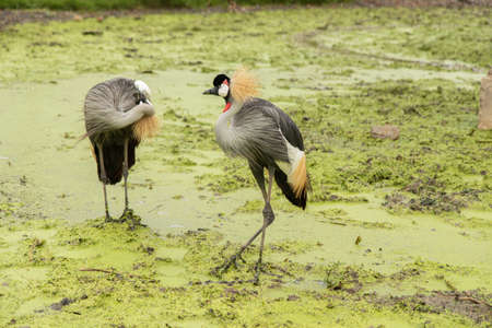 Bird with a red, black and white head Stand on the mossy green ground near the river in the rain. waiting for food in forest.の写真素材