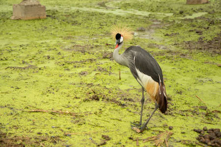 à¸ºBird with a red, black and white head Stand on the mossy green ground near the river in the rain. waiting for food in forest.の写真素材