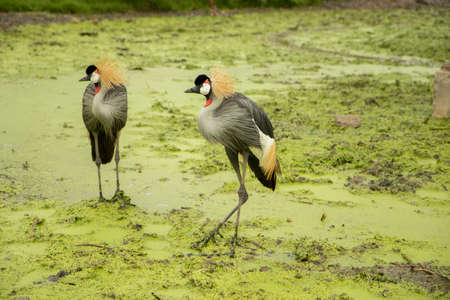 Bird with a red, black and white head Stand on the mossy green ground near the river in the rain. waiting for food in forest.の写真素材
