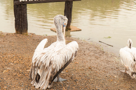 Long-mouth yellow bird with white, pink and black feathers. Stand on banks of river during rainの写真素材