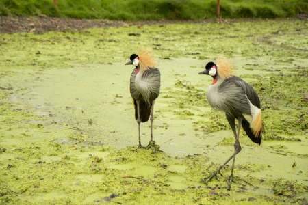 Bird with a red, black and white head Stand on the mossy green ground near the river in the rain. waiting for food in forest.の写真素材