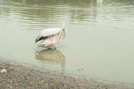 Long-mouth yellow bird with white, pink and black feathers. Stand on banks of river during rainの写真素材