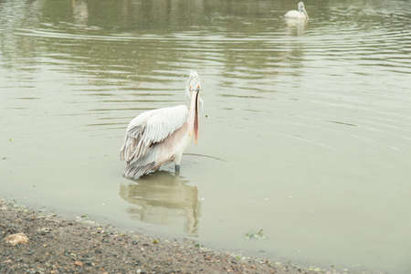 Long-mouth yellow bird with white, pink and black feathers. Stand on banks of river during rainの写真素材