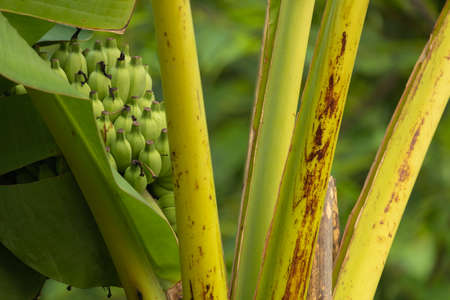 The green wild banana has leaves and stalks covered in the forest on the mountain.の写真素材