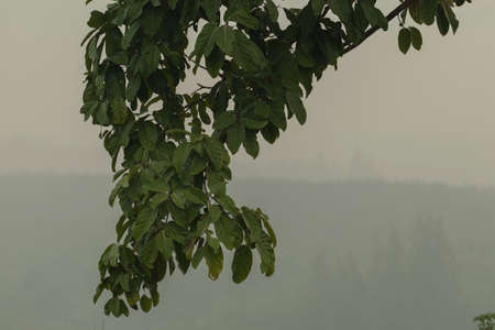 The green leaves on the trees had a white mist background in the morning, and distant mountains.の写真素材