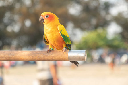 The yellow, blue and green macaw is a young bird perched on a wood with a tree background and a...