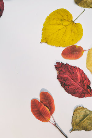 Autumn mockup with yellow, red leaves. Fir cones and a white sheet of paper for the inscription.の写真素材