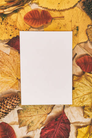Autumn mockup with yellow, red leaves. Fir cones and a white sheet of paper for the inscription.の写真素材