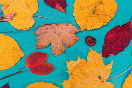 Autumn mockup with yellow, red leaves. Fir cones and a white sheet of paper for the inscription.の写真素材
