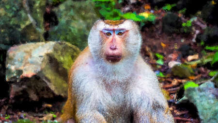 monkey among stones Pastel Canvas Oil Paintingの写真素材