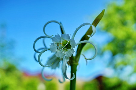 flowerの写真素材