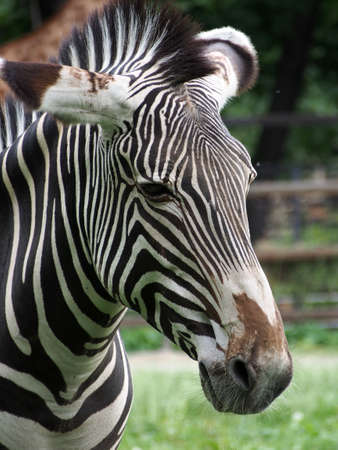 Portrait of Zebra (Hippotigris), close-up. Black and white Zebra, portrait, close-up on a blurred background.の写真素材