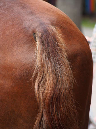 Horse tail close-up, rear view of the horse. Close - up of the tail of a stallion horse.の写真素材