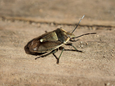 Forest bedbug basking in the spring sun, close-up, macro photo. Variety of wildlife, insects.