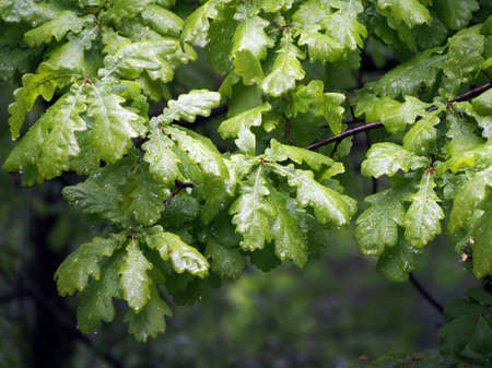 Oak leaves after the rain, on a cloudy summer day. Lush green foliage of oak, the average plan.の写真素材