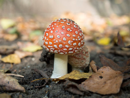 Fly agaric poisonous mushroom, beautiful bright hat with white dots. It has a psychotropic effect,...