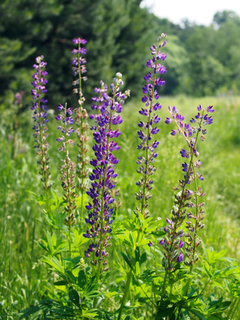 Lupine is a multi-leaved plant with beautiful blue flowers, meadow flowers. Summer nature, close-up on a blurry green background.の写真素材