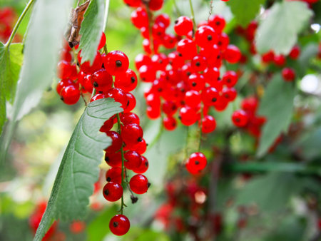 Red currant, berries full of vitamins, healthy food.