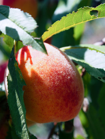 Peaches - large, ripe fruit hanging on a branch among the green foliage, on a blurred background, on...