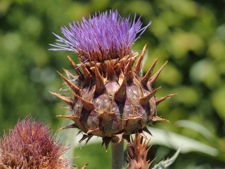 Beautiful, purple Thistle flower, close-up, macro photo.