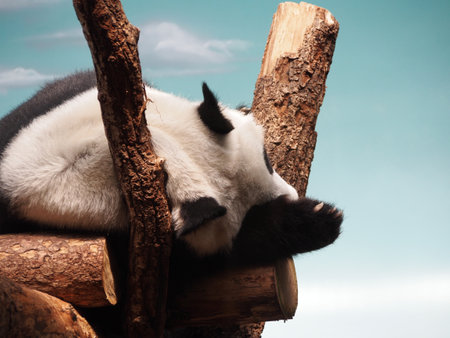 Panda, bamboo bear resting on thick tree branches, portrait, close-up. The diversity of the animal world, mammals living on the planet.の写真素材