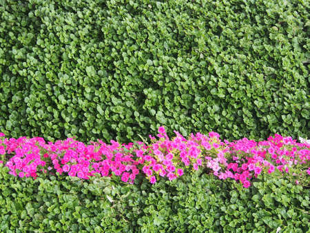 Composition of various flowers, close-up, background image, screen saver. Flower arrangement, background image, the concept of diversity of nature.の写真素材