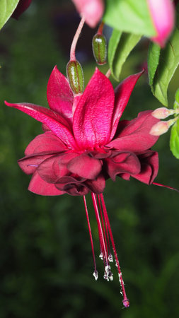 Beautiful, burgundy flowers, terry fuchsia, close-up on a blurry background. The colors of nature,...